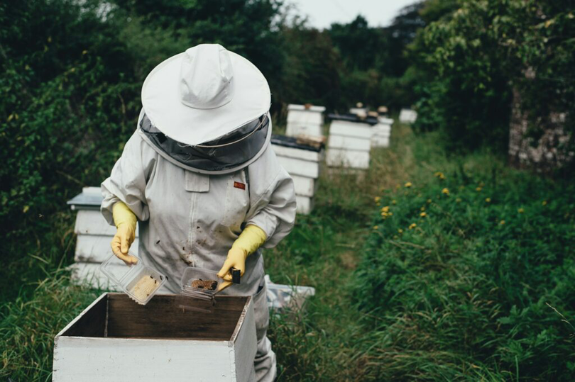 Noi ajutoare pentru apicultorii afectați de exporturile din ucraina. Foto: Unsplash