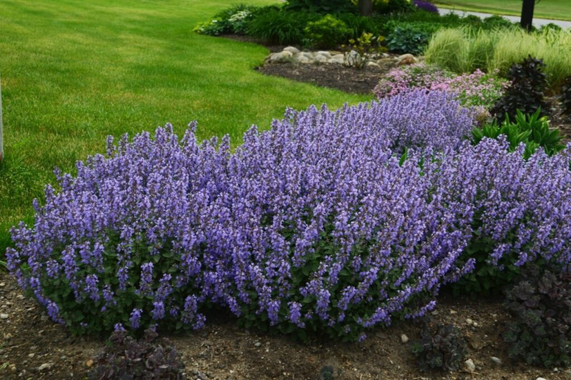 Nepeta „Purrsian Blue”
