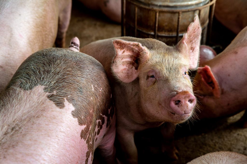 Pesta porcină africană mai afectează o fermă din România