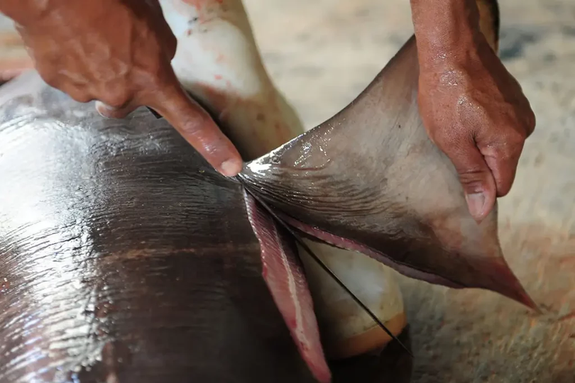 Supa de aripioare de rechin, pe care chinezii o adoră, se află în atenţia conferinţei COP-19 privind comerţul internaţional cu specii pe cale de dispariţie