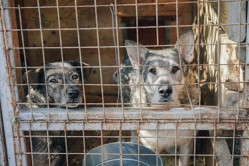 Carnea de câine, interzisă în Coreea de Sud
