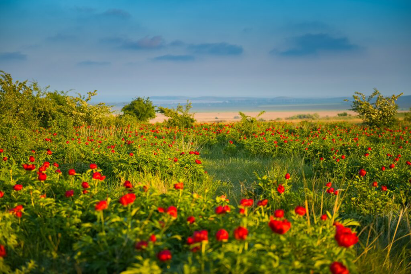 Dealul Bujorilor, Tulcea