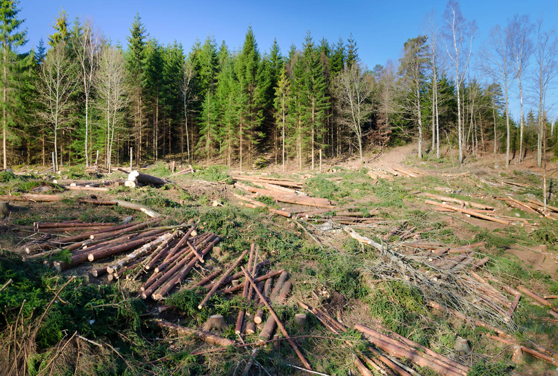 În România nu doar se taie copacii! Peste 3.5 milioane de puieți forestieri vor fi plantați de Romsilva în această toamnă
