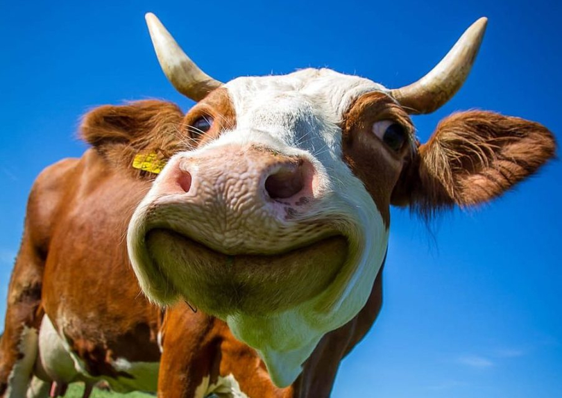 Vacile mult prea „fericite” după ce au consumat cânepă! Efectele drogului sunt la fel ca pentru oameni! Cum este laptele acestor vaci?
