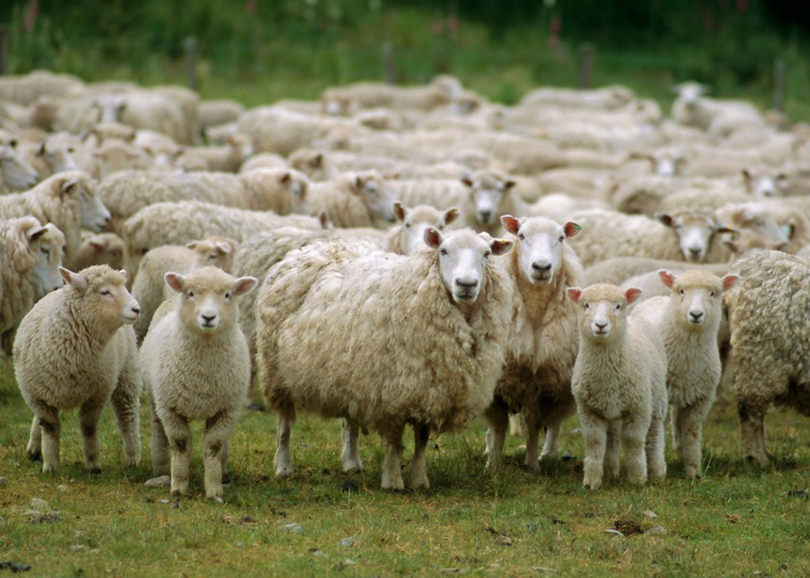 Gigi Becali a fost jefuit! 3 oile au fost furate de pe terenul milionarului din Pipera