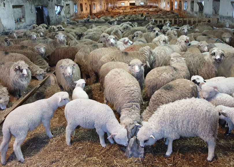Cioban din Vrancea primește de peste 11.000 de euro în urma celui mai mare atac al animalelor sălbatice