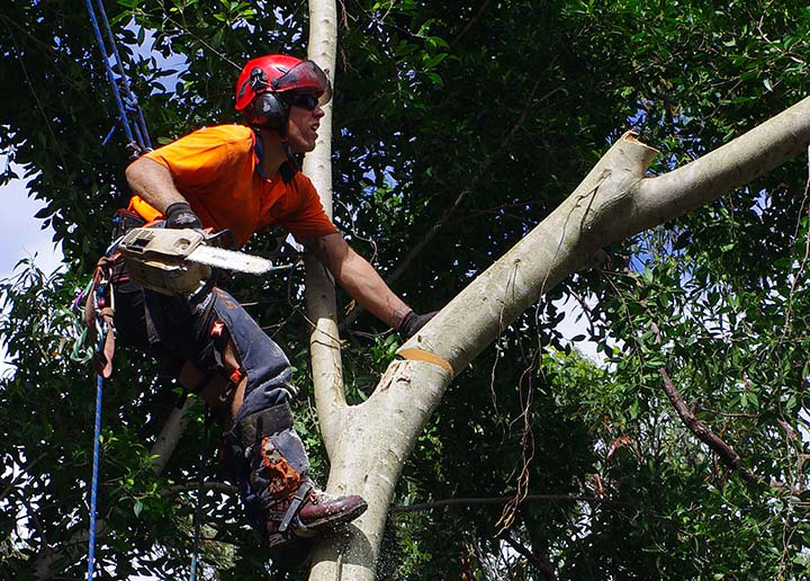 meserie de arborist