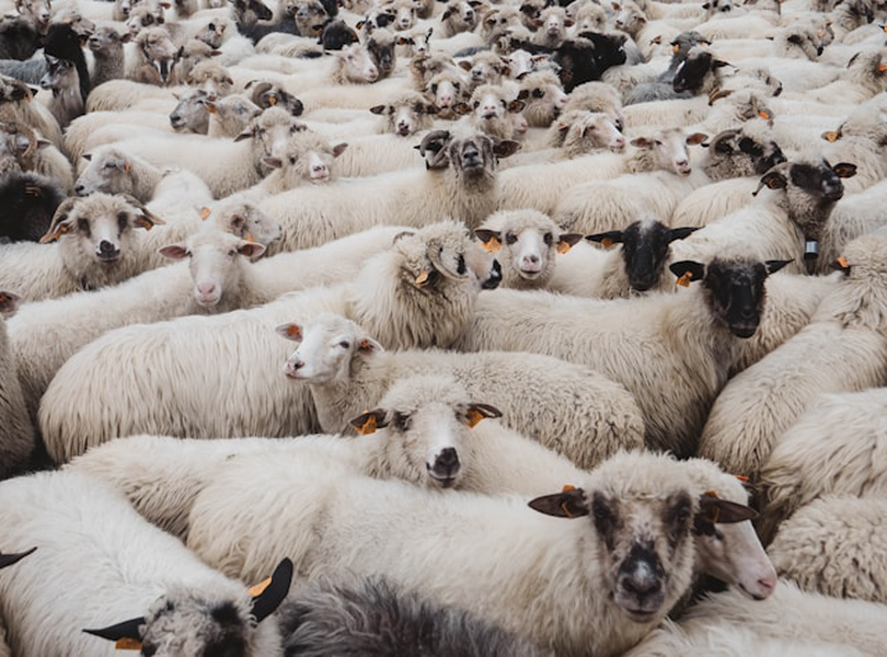 Se deschide o nouă piață de desfacere pentru crescătorii de oi din România. Anunțul făcut de ANSVSA. Credit foto: Unsplash