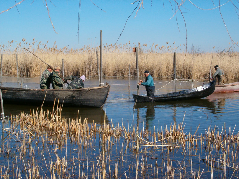 Situație alarmantă în Delta Dunării! Dispare definitiv șalăul! Motivele pentru care peștele preferat al românilor e pe cale de dispariție!