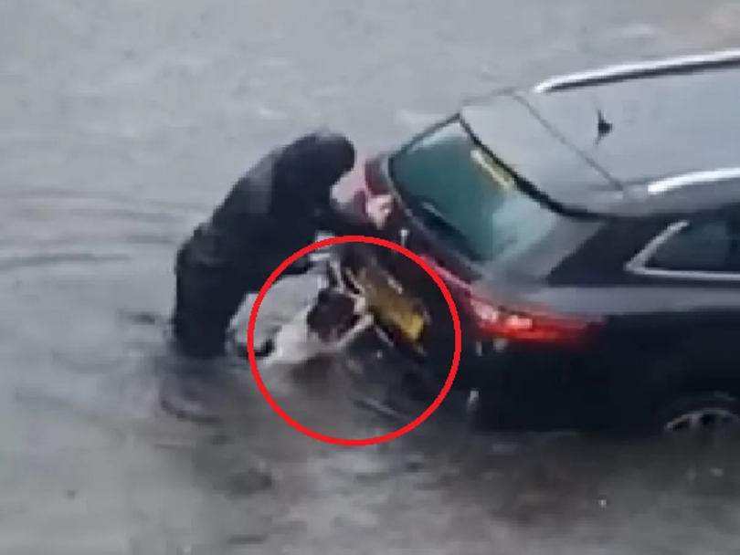 Câine ajutând o femeie să scoată mașina de la inundații
