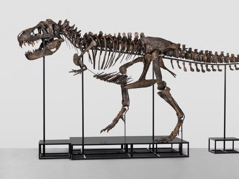 Casa de licitații Koller estimează valoarea scheletului T-Rex