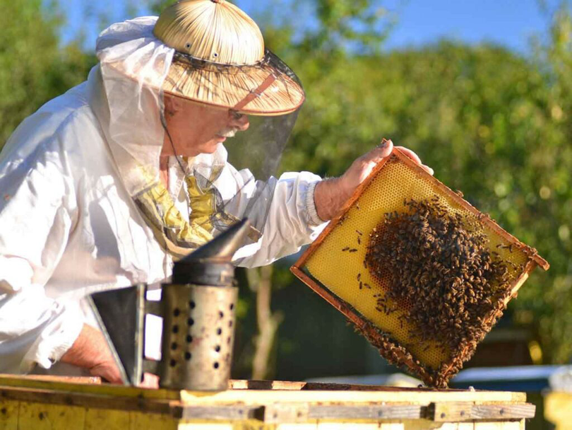 ajutor de la stat pentru apicultori
