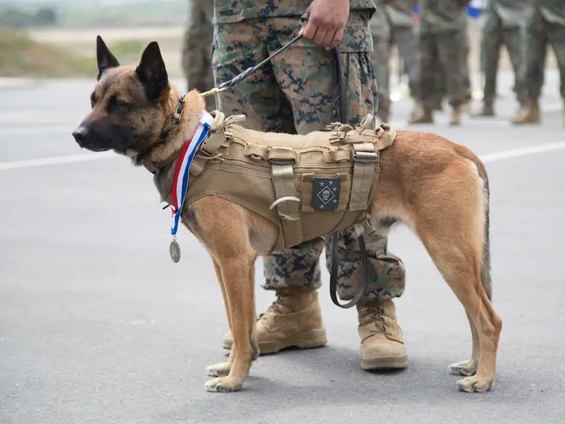Belgian Malinois