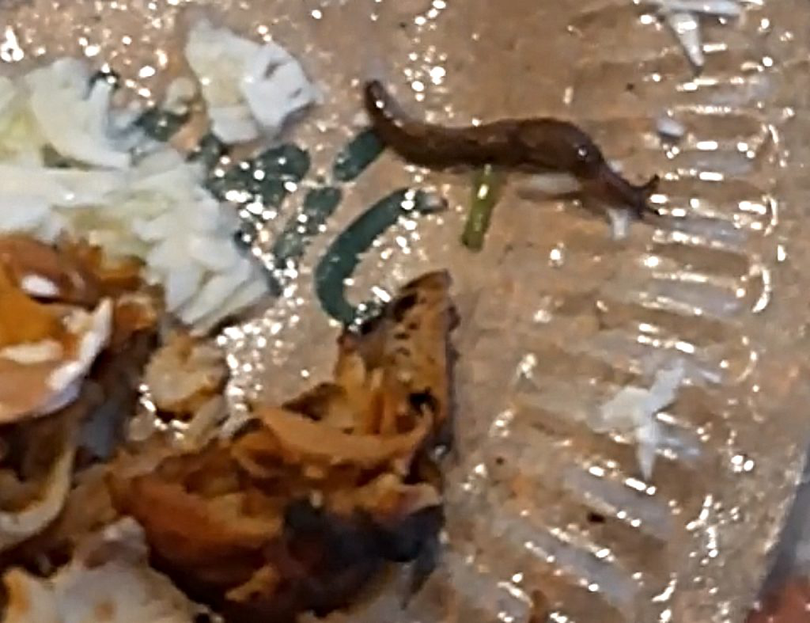Un orădean s-a trezit cu un melc viu în farfurie, în porția de kebab