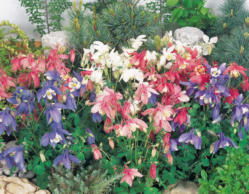 Aquilegia Spring Magic