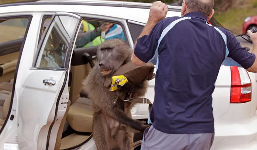 Clanul babuinilor face furori în presa internaţională GALERIE FOTO