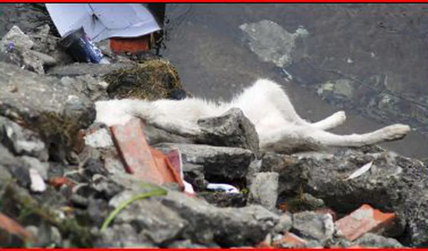 Masacru la Uricani: Câini otrăviţi plutesc pe Jiu