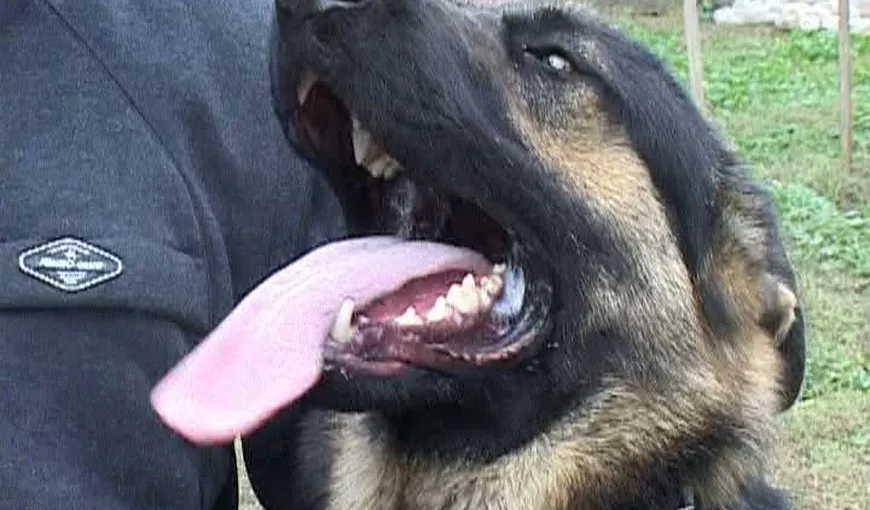 Câine poliţist, scos la licitaţie, în Vrancea