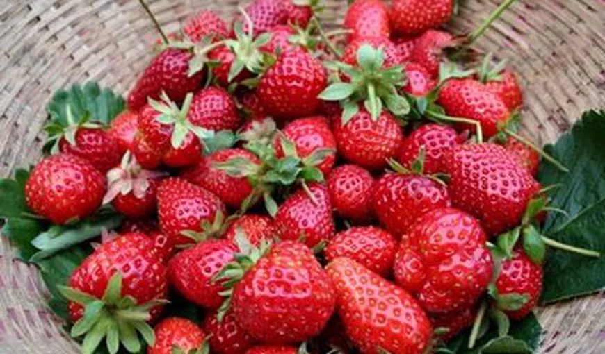 Căpșunile pot preveni și trata ulcerul stomacal provocat de alcool