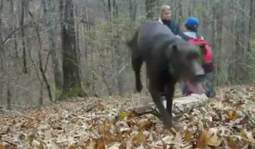 Câinele care a stricat o cerere în căsătorie VIDEO