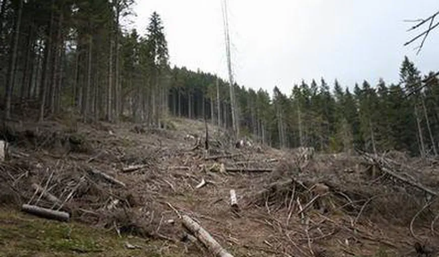 Pădurile României s-au redus sub media europeană