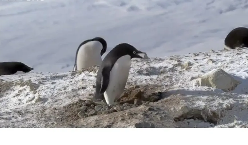 Un pinguin criminal, filmat în timp ce fura din cuibul vecinului VIDEO
