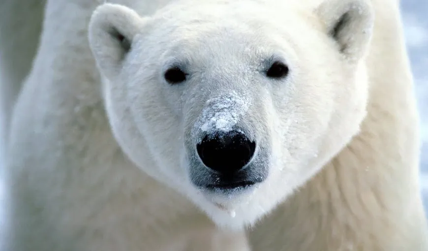 Canada: Locul castorului pe stema naţională, ameninţat de ursul polar