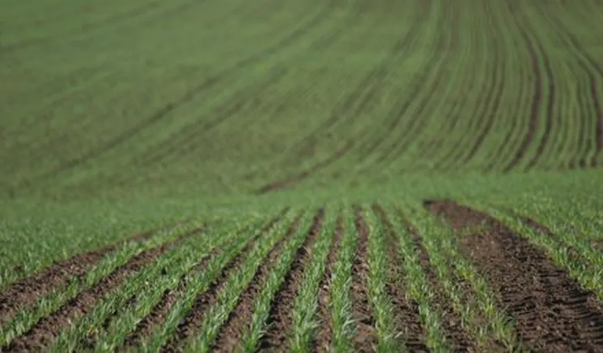 Cât mai costă hectarul de teren arabil în România