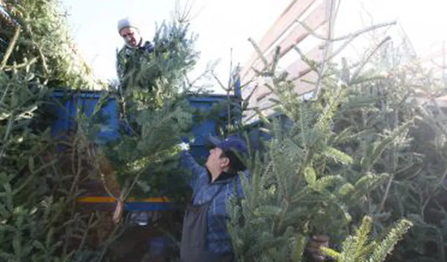 Cel mai mare târg de brazi din Bucureşti se deschide în noua Piaţă Obor