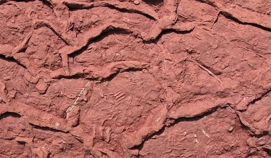 Amprentele unei şopârle vechi de 280 de milioane de ani, descoperite pe malul Mării Negre