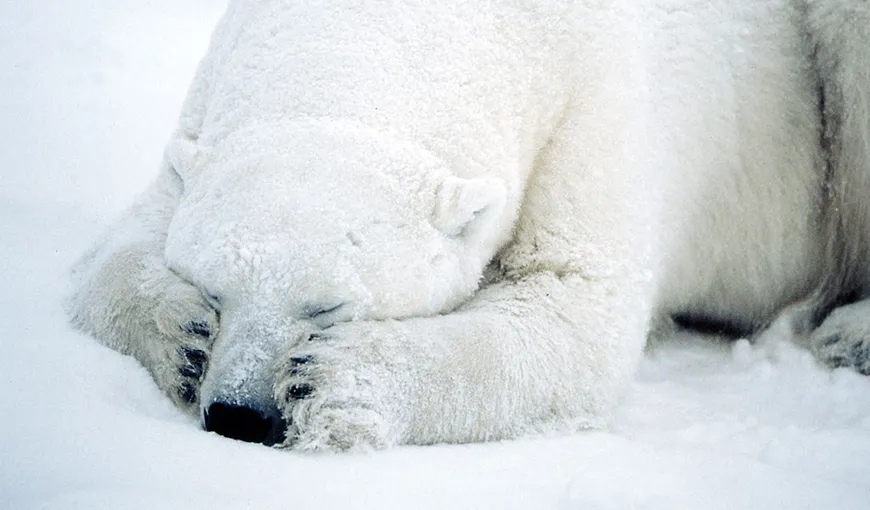 Gheţurile din Arctica se vor topi până în 2015
