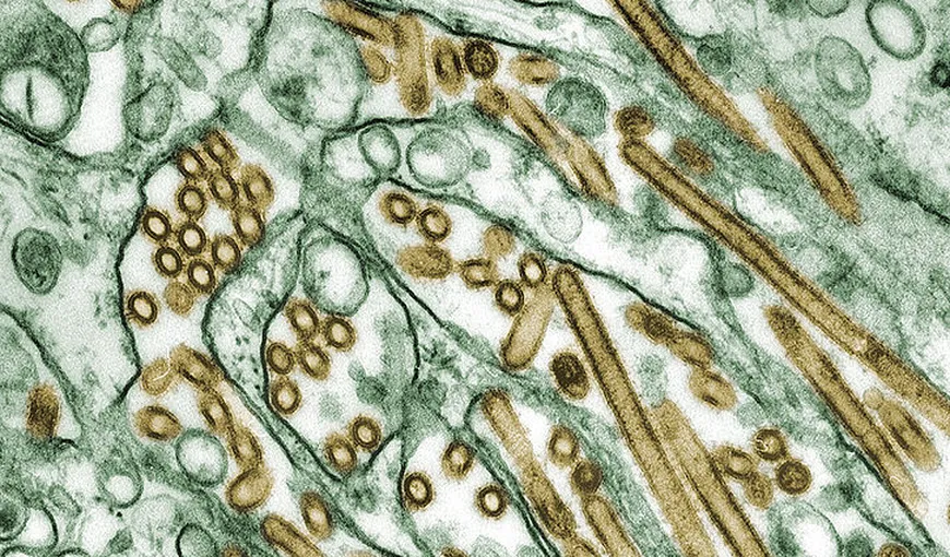 Un virus gripal, creat în laborator, ar putea ucide milioane de persoane
