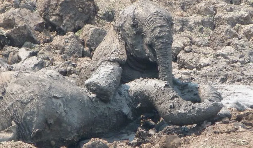 Salvare impresionantă: Un pui de elefant şi mămica lui, scoşi dintr-o groapă cu noroi FOTO