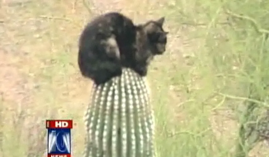 O pisică, blocată trei zile pe un cactus de 6 metri înălţime VIDEO