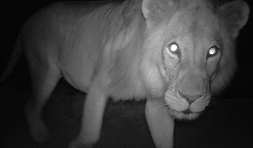 O nouă aplicaţie iPhone trimite imagini în direct cu animale rare