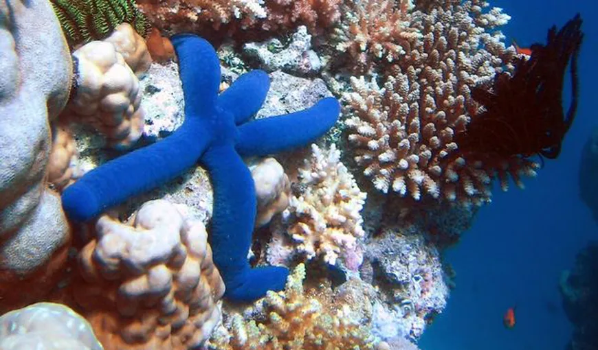 Cea mai întinsă rezervaţie marină din lume va proteja Marea Barieră de Corali