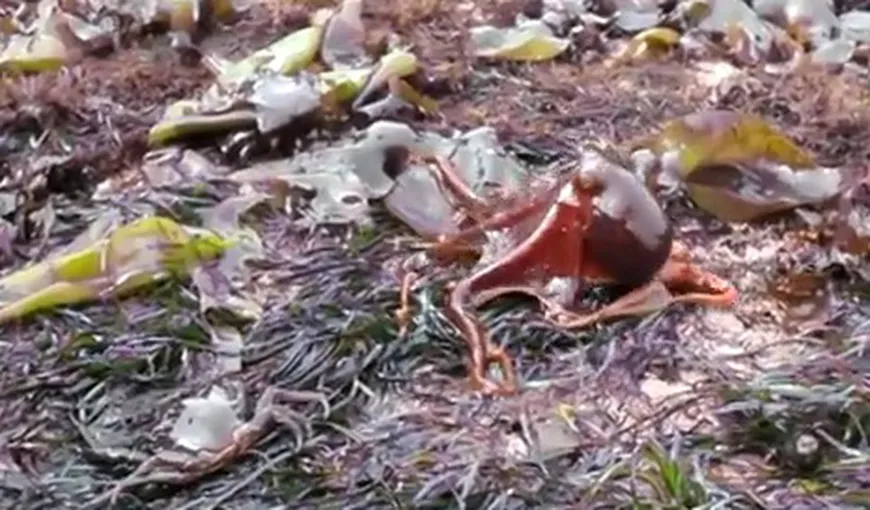 Invadatorul cu opt picioare: O caracatiţă, surprinsă în timp ce mergea pe uscat VIDEO