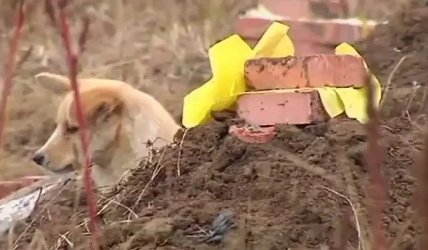 Durerea unui câine: Animalul refuză să plece de lângă mormântul stăpânului VIDEO