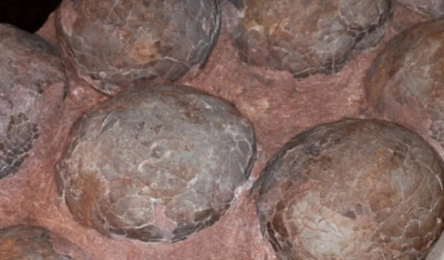 Trei ouă de dinozaur pitic, furate din România în 2005, vor ajunge la muzeul Antipa