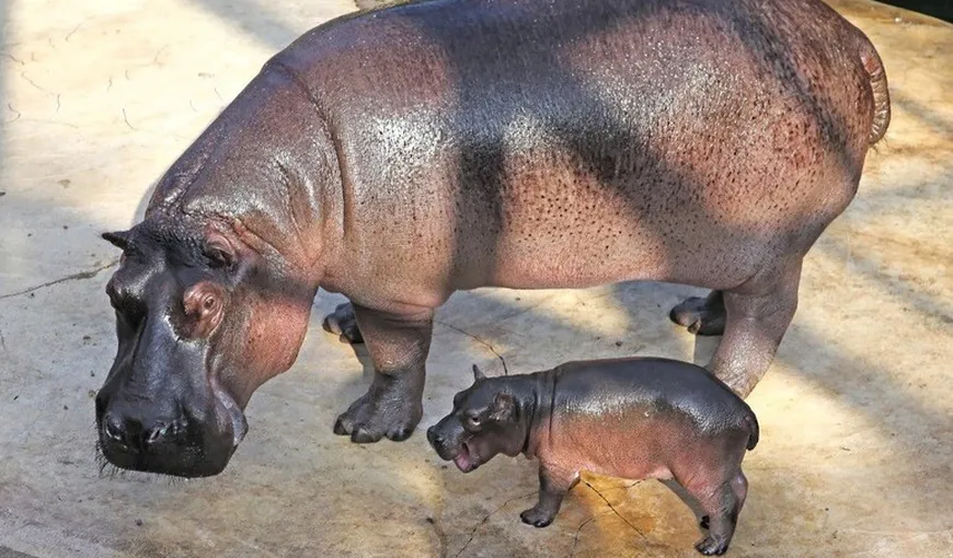 Un pui de hipopotam, vedeta grădinii zoologice din Berlin