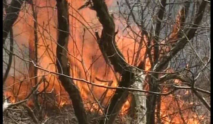 Incendiu puternic de pădure în zona Transalpina VIDEO