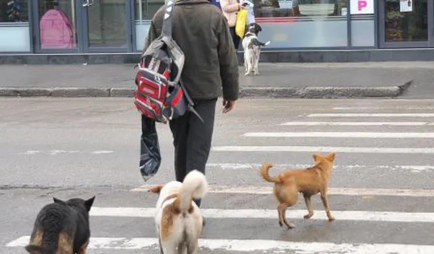 Proiectul privind delegarea consiliilor locale de sectoare în problema câinilor fără stăpân, respins