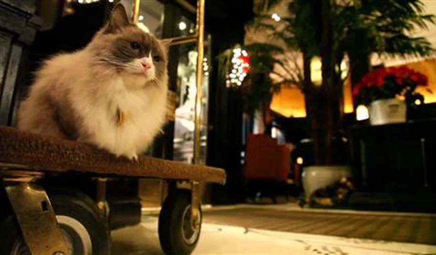Pisica-mascotă a unui hotel din New York, obligată să poarte lesă