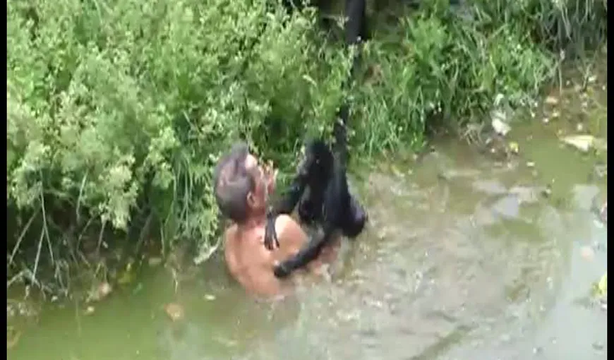 Vezi ce a păţit un bărbat beat care a intrat în cuşca maimuţelor la o grădină zoo