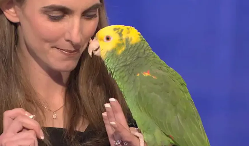Papagalul talentat: O pasăre imită alte animale şi ştie să cânte VIDEO