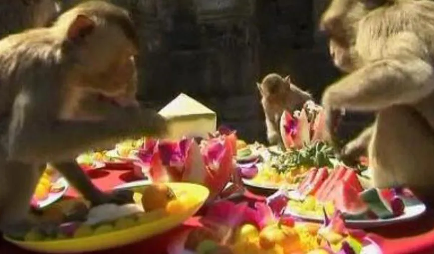 Festivalul maimuţelor: Aproape 3.000 de primate, răsfăţate de thailandezi VIDEO