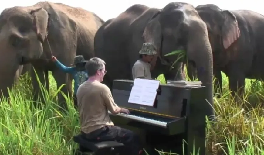 Un bărbat a dus un pian pe un munte, pentru a le cânta elefanţilor VIDEO