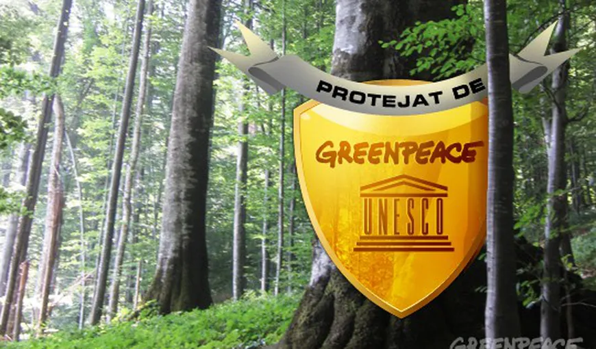 Greenpeace România luptă pentru includerea pădurilor seculare în patrimoniul UNESCO