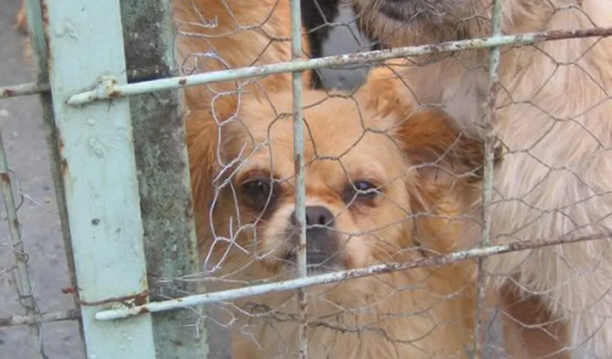 GIA: Mişcare „fără precedent” în România şi în străinătate împotriva noii legi a câinilor comunitari
