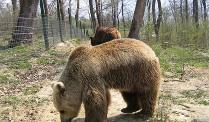 Doi urşi „albanezi”, la rezervaţia Libearty din Zărneşti